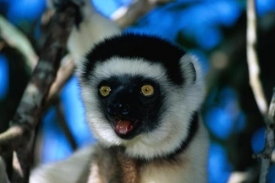 Na Madagaskaru vás čekají především lemuři.